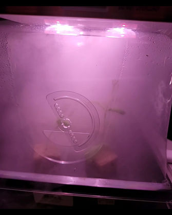 b0f43b_2c395cc557b64131b3f346d462c26721~mv2 (2)