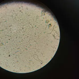 bece30_0d35f77578244a4f8735fb9dde2060df~mv2 (2)