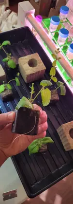 bece30_2244374de523440e9af2fbcc6214ab2f~mv2 (2)